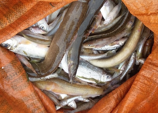 [Thanh Hóa] Cá chết hàng loại trên sông Âm do ô nhiễm nguồn nước
