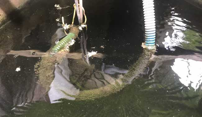 #5 Cách diệt rêu xanh trong hồ cá xi măng ngoài trời hiệu quả nhất
